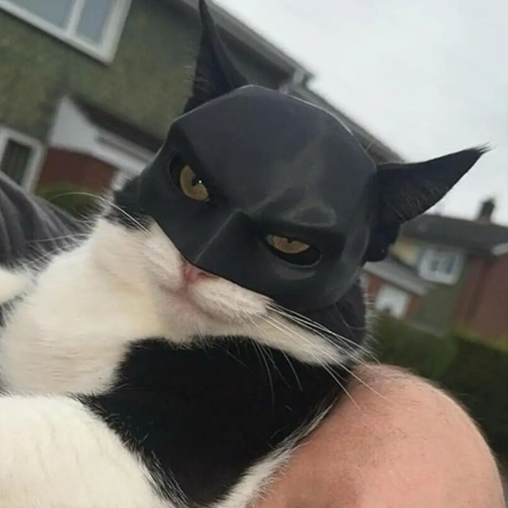 Bat Cat Mask 🐱 🦇 - Image 10