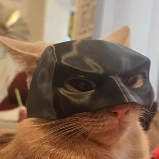 Bat Cat Mask 🐱 🦇 - Image 21