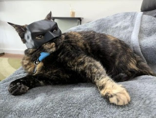 Bat Cat Mask 🐱 🦇 - Image 22