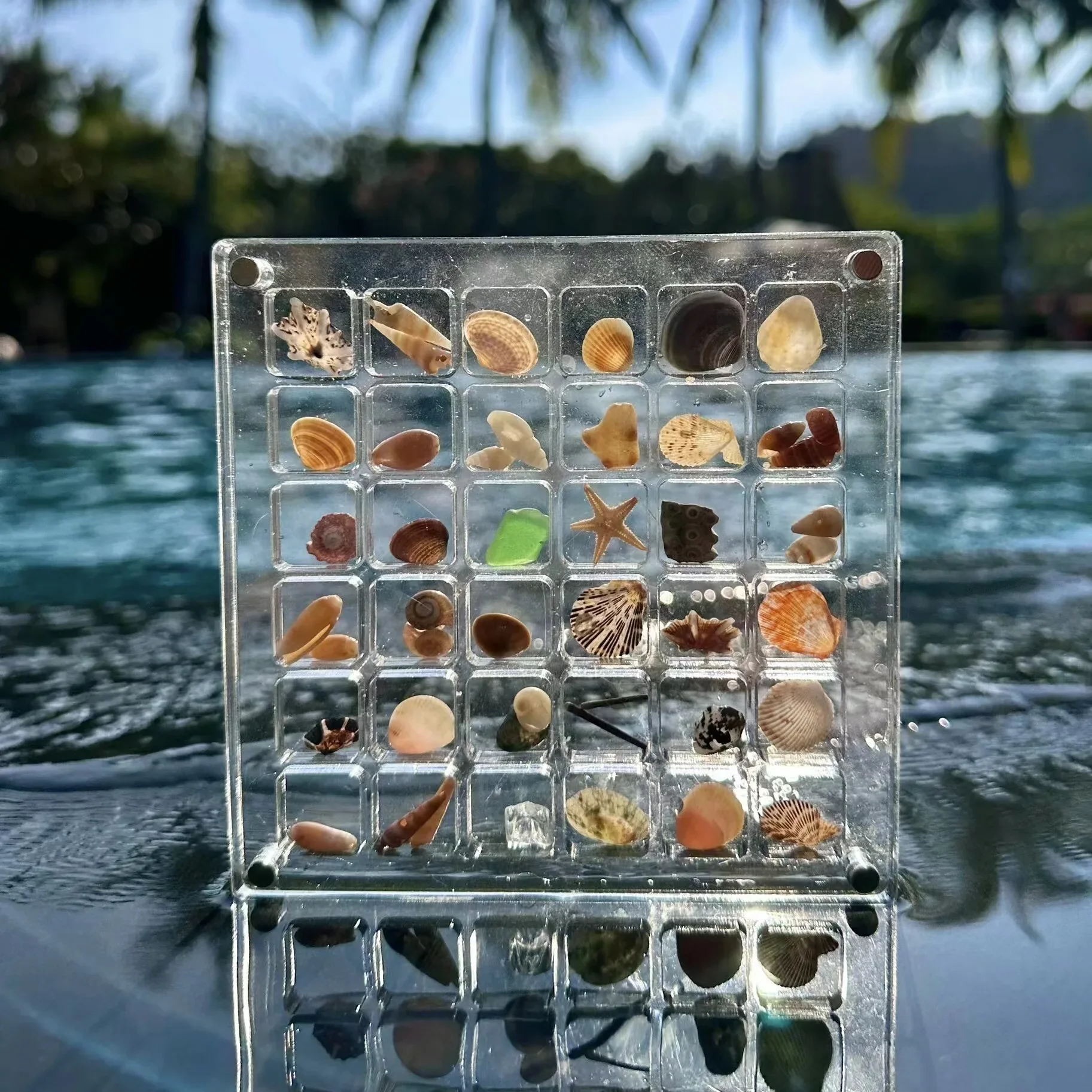 Seashell Display Box ๐ ๐ชธ - Image 3